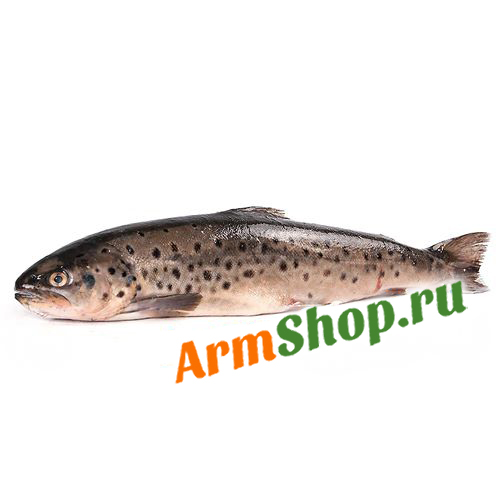 Горно-Ручьевая Королевская Форель "Кармрахайт" Севанская ПСГ Свежая 300 - 400 гр "Араратская Долина"