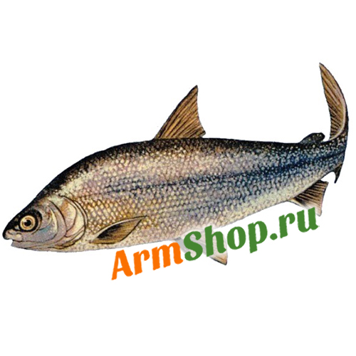 Севанский Сиг ПСГ Охлажденный 400 - 500 гр "Араратская Долина" 